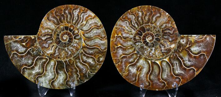 Polished Ammonite Pair - Million Years #21457